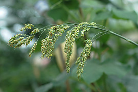 수수 - Sorghum bicolor (L.) Moench