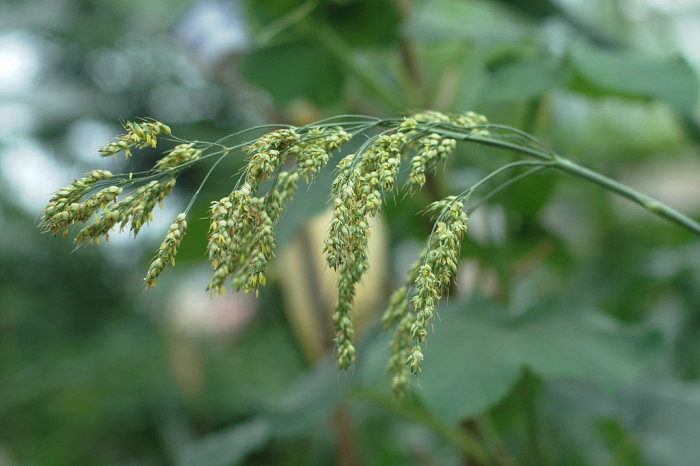 수수 - Sorghum bicolor (L.) Moench