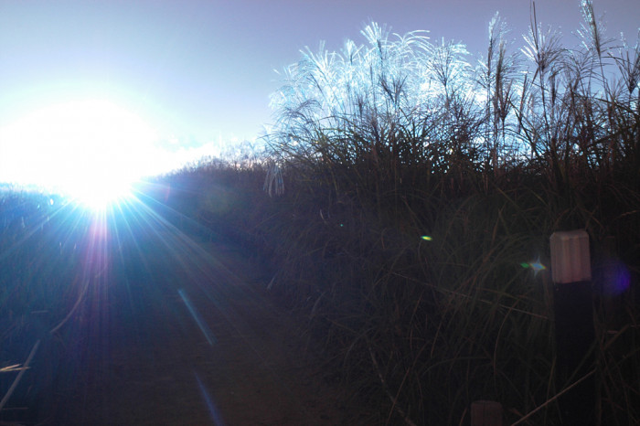 억새 - peder, Miscanthus sinensis var. purpurascens (Andersson) Rendle