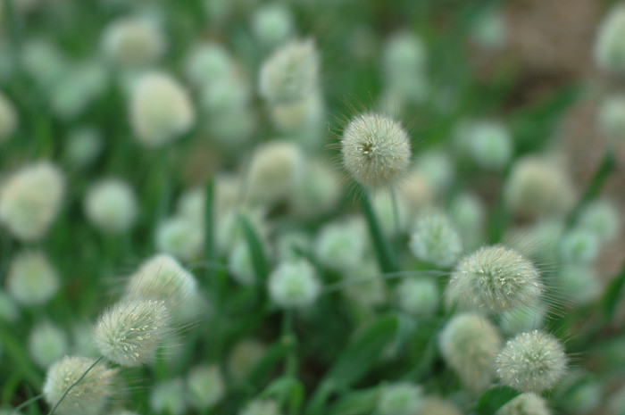 바니테일 - Bunny Tail, Lagurus ovatus L.