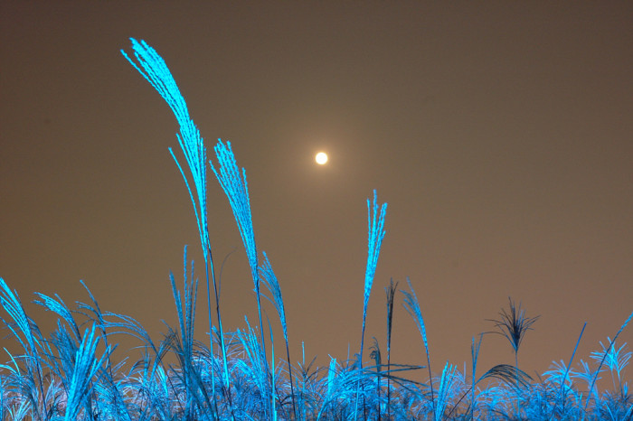 억새 - peder, Miscanthus sinensis var. purpurascens (Andersson) Rendle