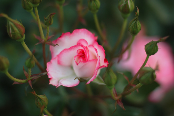 장미 - Rose, Rosa hybrida