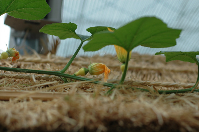호박 - squash, Cucurbita moschata Duchesne