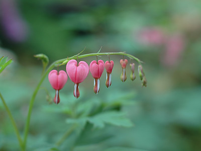 금낭화 사진 - Dicentra spectabilis Photos