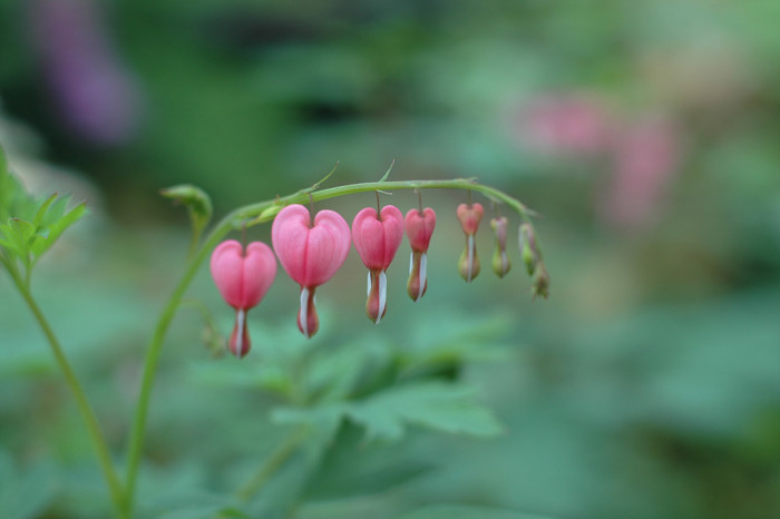 금낭화 - Dicentra spectabilis