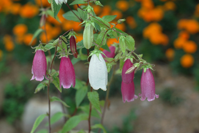 초롱꽃 - Campanula punctata