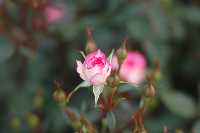 장미 - Rose, Rosa hybrida