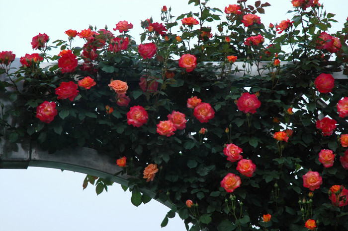 장미 - Rose, Rosa hybrida