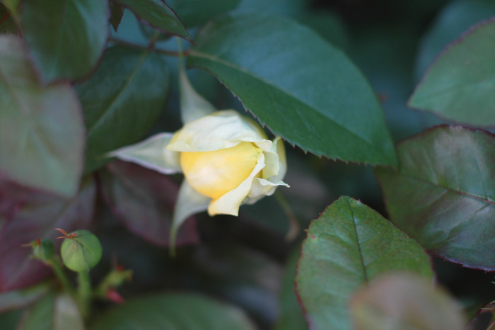 장미 - Rose, Rosa hybrida
