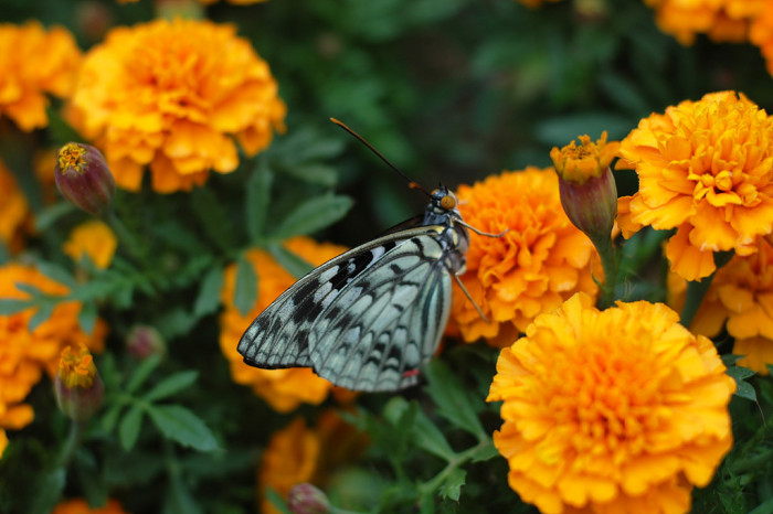 메리골드 - Marigolds, Tagetes spp.