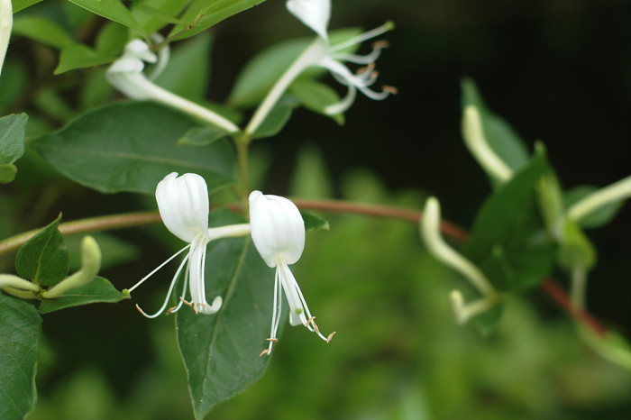 인동덩굴 - Lonicera japonica Thunb.