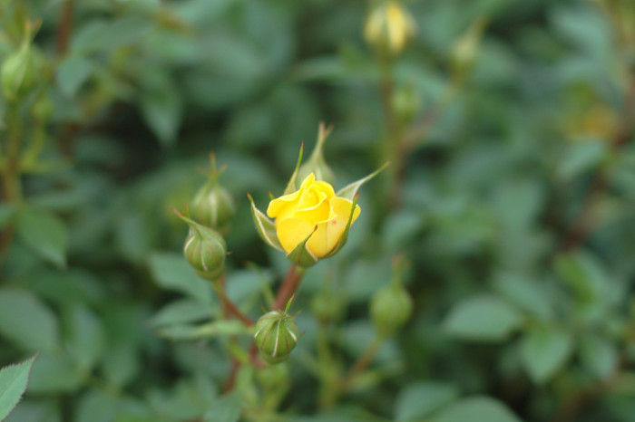 장미 - Rose, Rosa hybrida