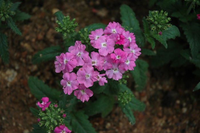 앵초 -  East Asian primrose, Primula sieboldii E.Morren