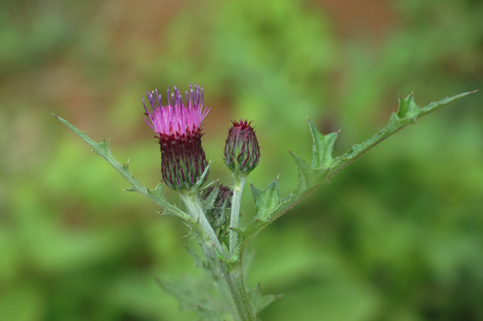 엉겅퀴 - Cirsium japonicum var. ussuriense