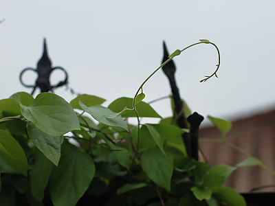 새모래덩굴 사진 - Menispermum dauricum DC. Photos