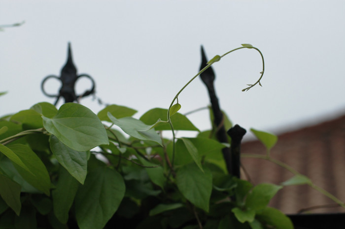 새모래덩굴 - Menispermum dauricum DC.