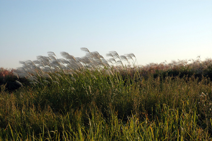 억새 - peder, Miscanthus sinensis var. purpurascens (Andersson) Rendle
