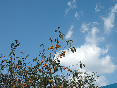 감나무 사진 - Diospyros kaki Thunb. Photos