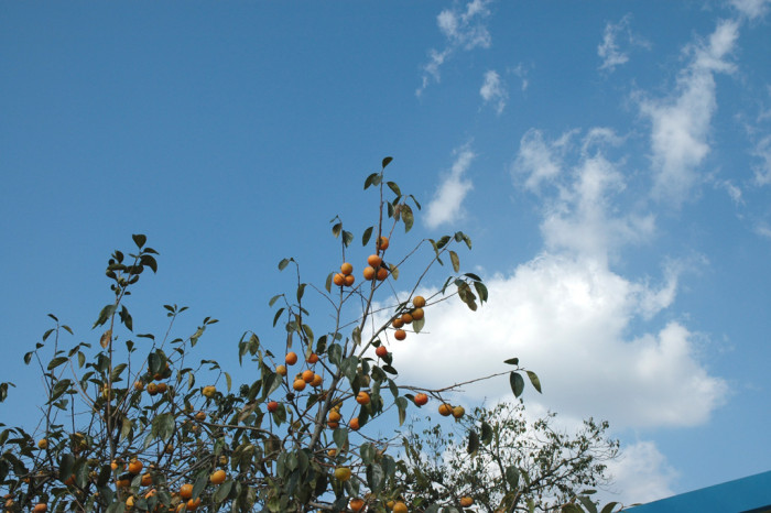 감나무 - Diospyros kaki Thunb.
