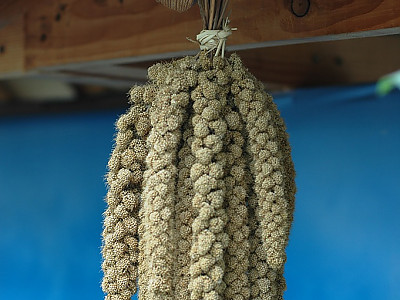 조 사진 - Setaria italica (L.) P.Beauv. Photos