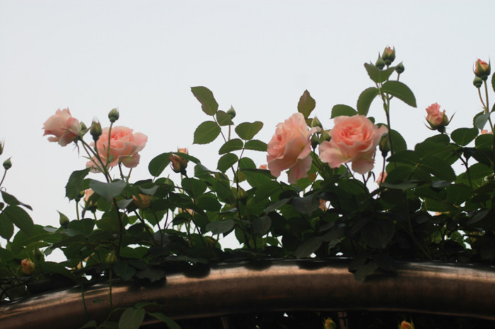 장미 - Rose, Rosa hybrida