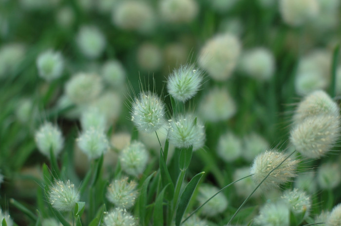 바니테일 - Bunny Tail, Lagurus ovatus L.