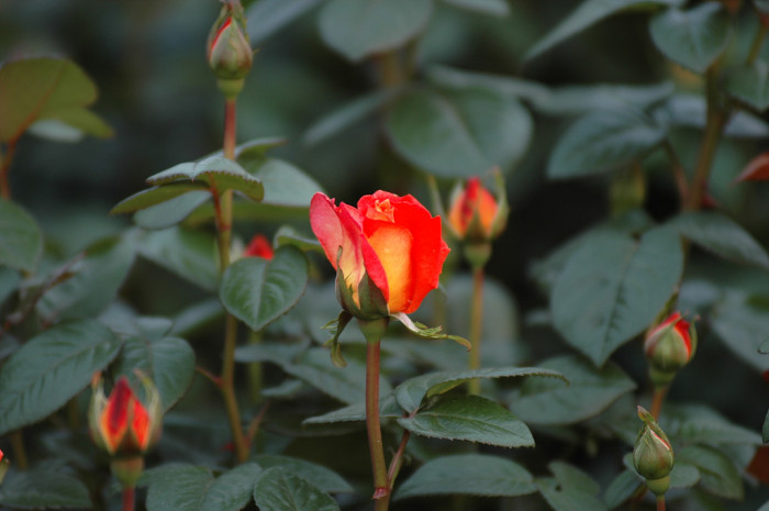 장미 - Rose, Rosa hybrida