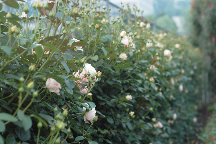 장미 - Rose, Rosa hybrida