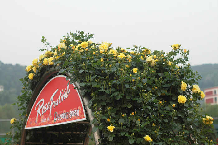 장미 - Rose, Rosa hybrida