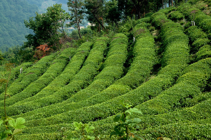 차나무 - camellia, Camellia sinensis L.