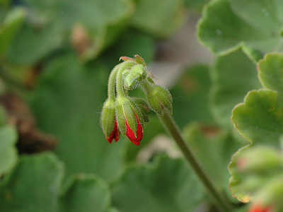 제라늄 사진 - Pelargonium inquinans Photos
