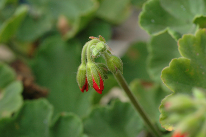 제라늄 - Geranium, Pelargonium inquinans