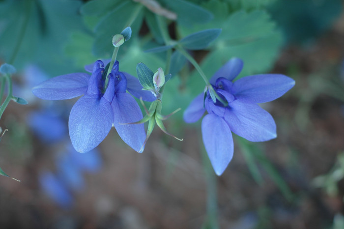 하늘매발톱 - shape columbine, Aquilegia flabellata Siebold & Zucc. var. pumila (Huth) Kudo