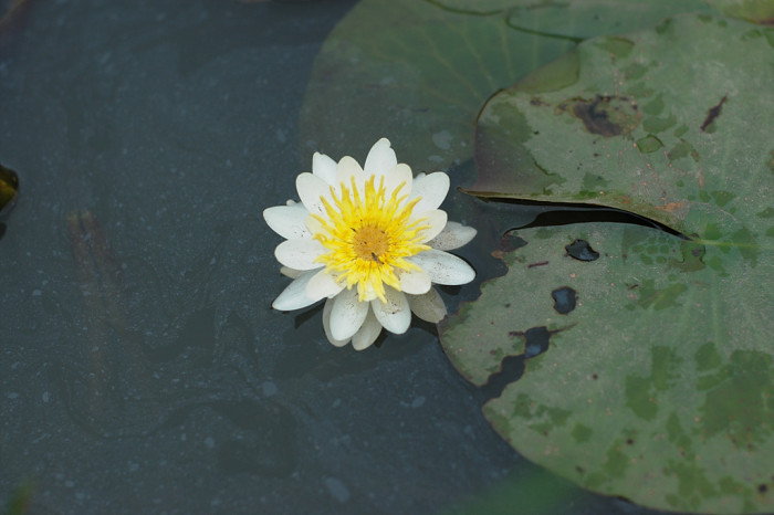 연꽃 - Nelumbo nucifera