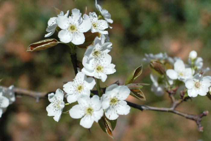 배나무 - pear tree, Pyrus pyrifolia var.culta