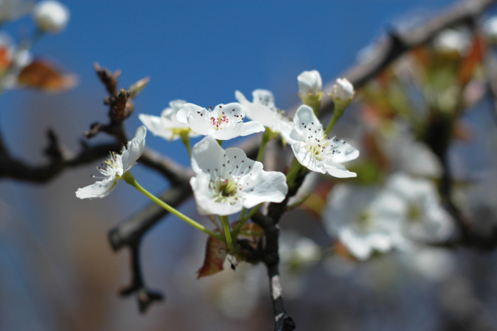 배나무 - pear tree, Pyrus pyrifolia var.culta
