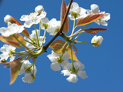 배나무 사진 - Pyrus pyrifolia var.culta Photos