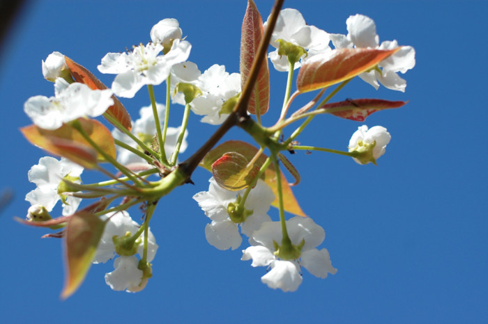 배나무 - pear tree, Pyrus pyrifolia var.culta