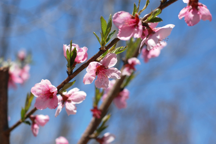 복숭아나무 - Prunus persica