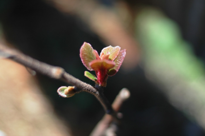 다래 - Actinidia arguta (Siebold & Zucc.) Planch. ex Miq. var. arguta