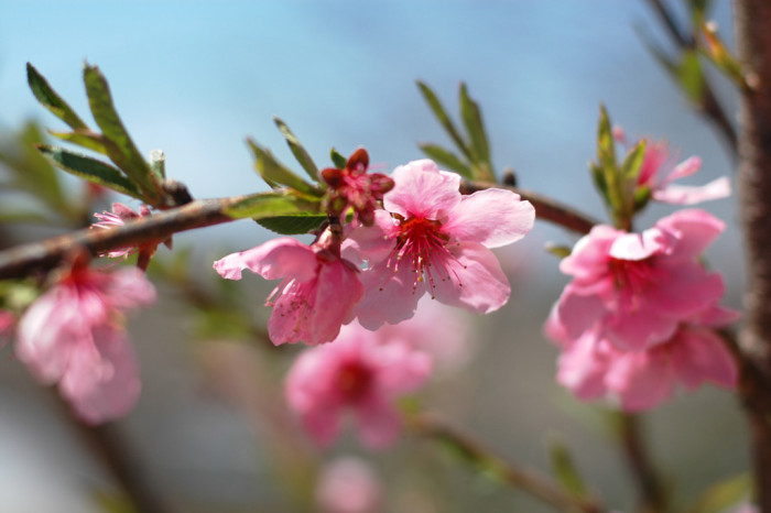 복숭아나무 - Prunus persica
