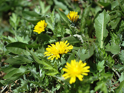 민들레 사진 - Taraxacum mongolicum Photos