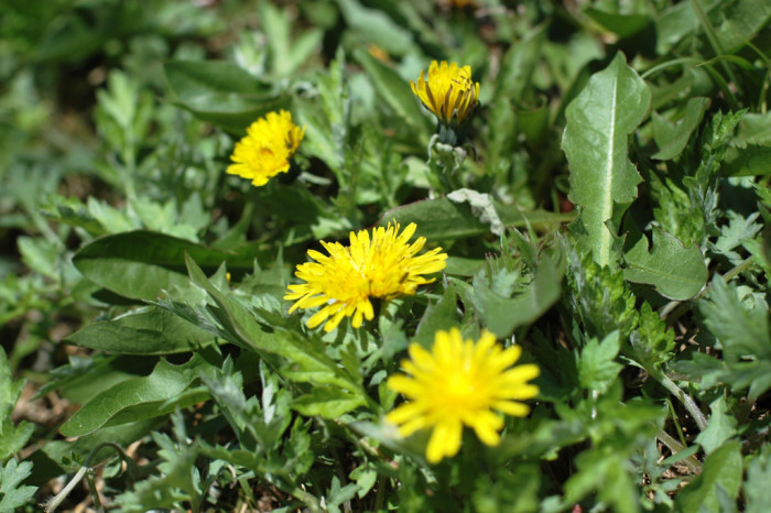 민들레 - dandelion, Taraxacum mongolicum