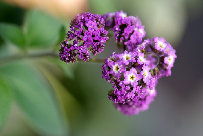 헬리오트롭 - Heliotropium peruviana, Heliotropium arborescens