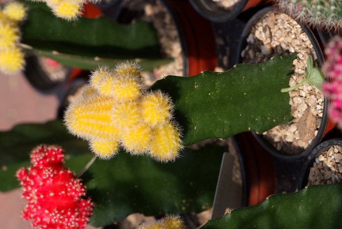 선인장 - Opuntia ficus-indica Mill.