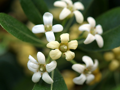 돈나무 사진 - Pittosporum tobira (Thunb.) W.T.Aiton Photos