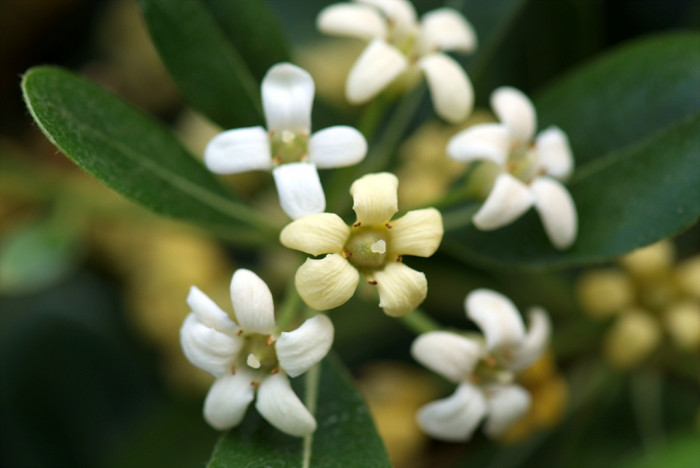 돈나무 - Pittosporum tobira (Thunb.) W.T.Aiton
