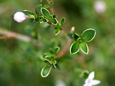 단정화 사진 - serissa  Photos