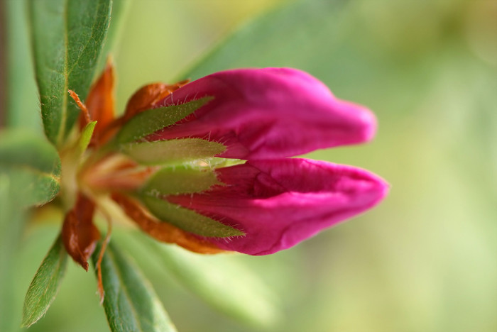 철쭉 - Deciduous Azalea, Rhododendron schlippenbachii Maxim.