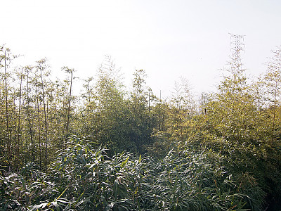 대나무 사진 - Bambuseae Photos